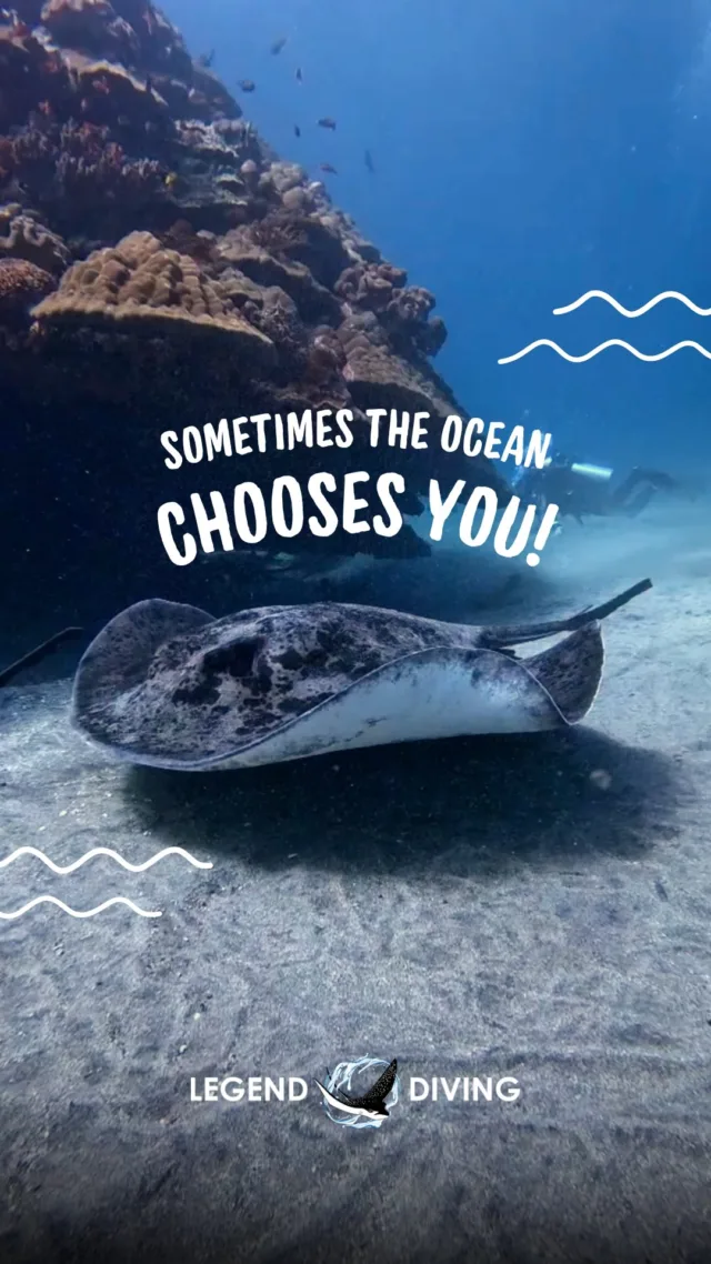 Sometimes the ocean chooses you! You can search for a lifetime and find nothing, but when the time is right, you don't find them, they will find you! 🐋✨#marinelife #pelagic #mola #mantarays #mantabali #mantaraysbali #whalesharkbali #whaleshark #threshershark #threshersharkbali #shark