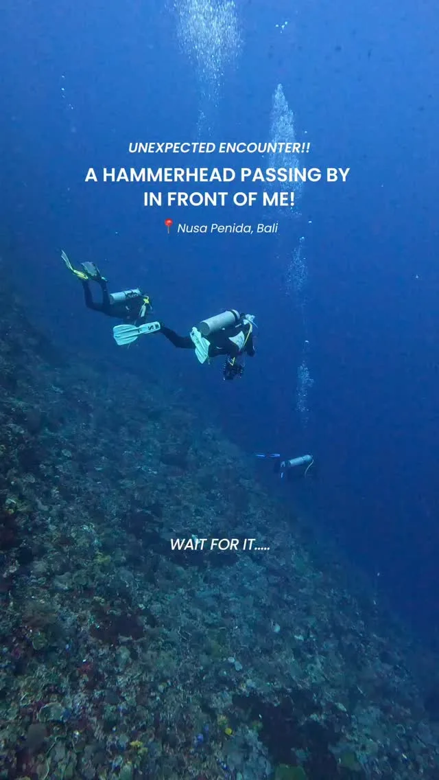 Wait for it!! Unexpected encounter! A hammerhead is passing by in front of me...#hammerhead #shark #hammerheadnusapenida #hammie #sharks #hammerheadshark #scubadiving #divingvideo #divingcontent #divers #diver