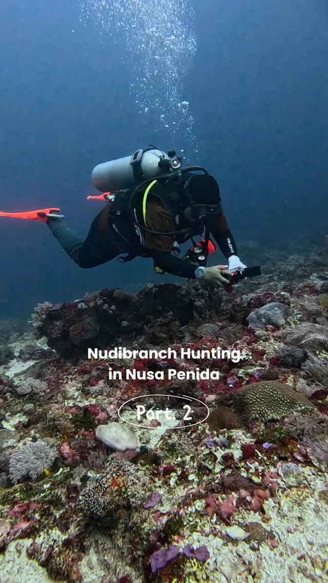 Nudibranch hunting in nusa penida part 2!! Who else is obsessed with these colorful sea slugs? 🐌🌈#nudibranch #seaslug #slug #nudi #nudibranchaddict #nudibranchs #nudilovers #macrolife #underwatermacro #marinelife #underwaterlife #seacreatures