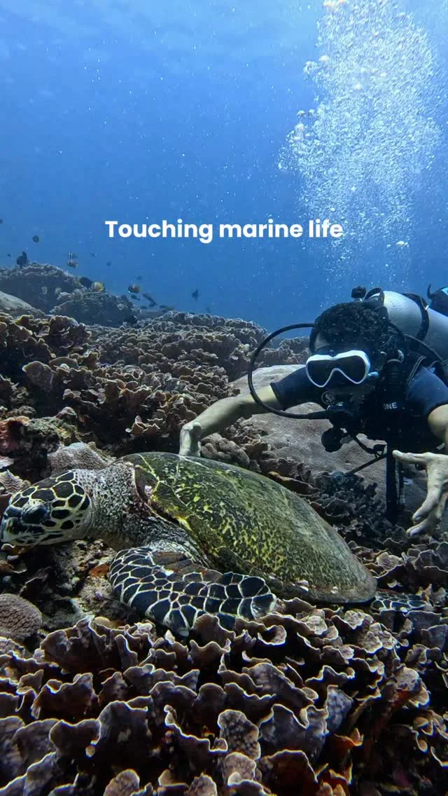 Breaking the rules? Straight to jail! 🙅🏻‍♀️🙅🏻‍♂️#scubameme #underwaterjoke #underwaterjokes #underwatercontent #scubadivingjokes #scubadivingmeme #funnyvideo #righttojail #straighttojail