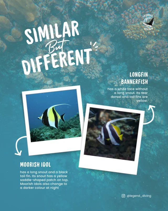 While they look like twins, the Moorish Idol and the Longfin Bannerfish belong to completely different families!🐠
.
Follow for more scuba diving & marine life content! 🌊🤿
.
#marinelife #reeffish #moorishidol #longfinbannerfish #marineanimals