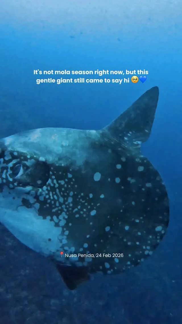 Some encounters aren’t planned… they’re gifted💙
.
#mola #oceansunfish #molabali #divewithmolabali #molaalexandrini