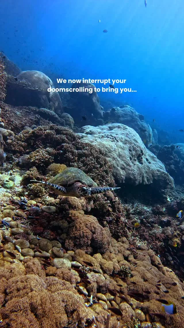 Enjoy the ocean for a moment!🌊
📍Location : Nusa Penida, Bali, Indonesia
.
#marinelife #saltwaterfish #marinebiology #oceanaddict #sealove
