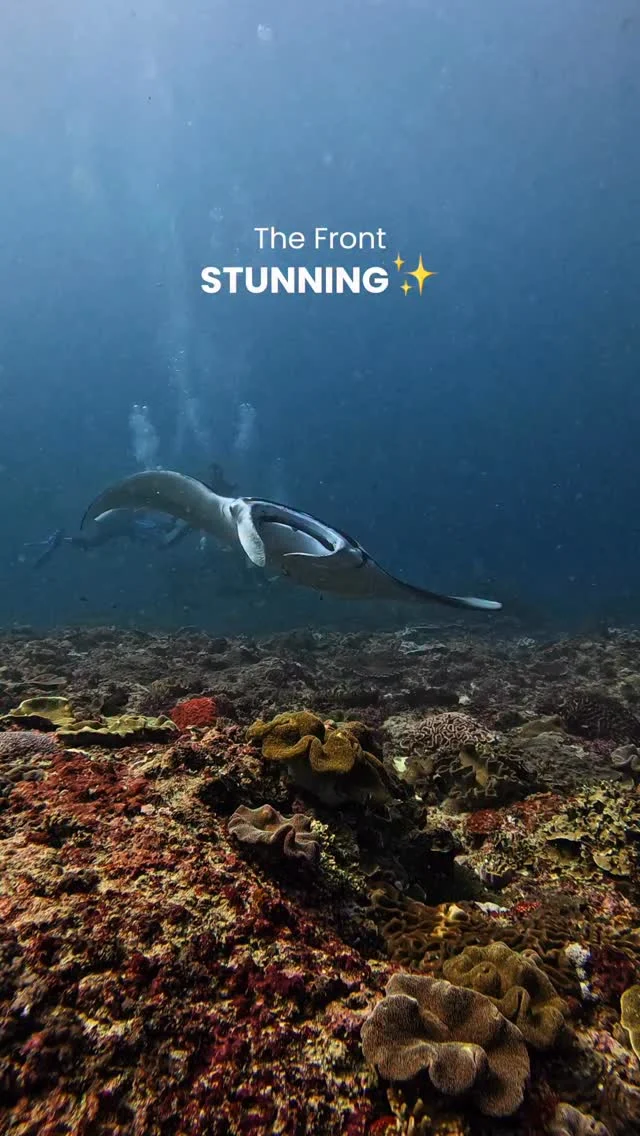 Dancing with these gentle giants 💙
.
📍Manta Point, Nusa Penida, Bali.
.
#mantarays #divingbali #mantadiving #scubadivingbali #balidiving