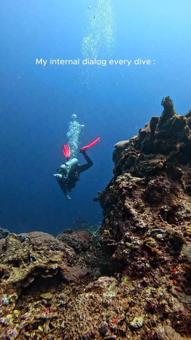 Where are the turtleeees?!?! 🐢🐢
.
#turtles #seaturtles #fundiving #scubadivinglife #scubadivingbali